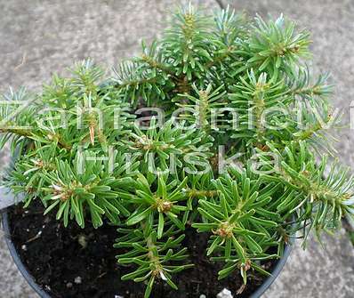 jedle - Abies koreana 'Kristalkugel'