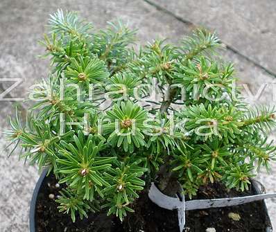 jedle - Abies koreana 'Kristalkugel'