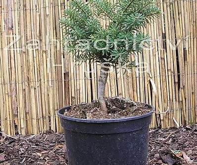 jedle - Abies koreana 'Cis'