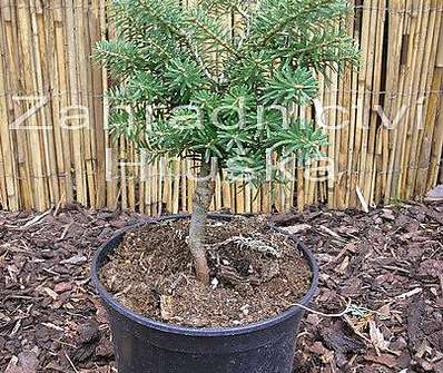 jedle - Abies koreana 'Cis'