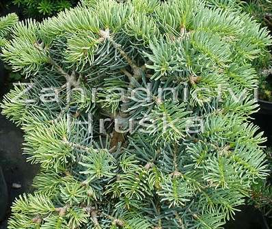 jedle - Abies concolor 'Osek'.