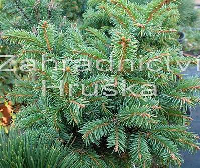 smrk - Picea omorika 'Lidur' KM