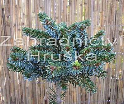 smrk - Picea omorika 'Lidur' KM