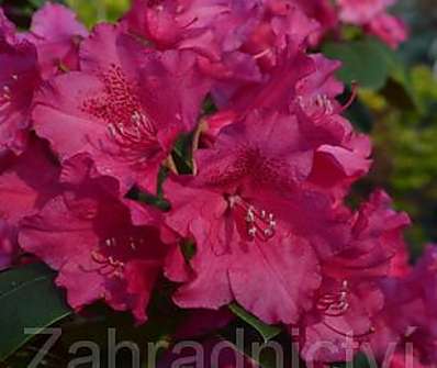 Rhododendron 'Williams August Lamken'