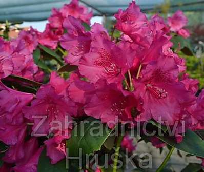 Rhododendron 'Williams August Lamken'