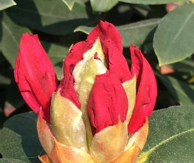 Rhododendron 'Williams August Lamken'