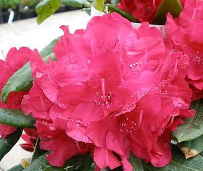 Rhododendron 'Viliem Heckel'