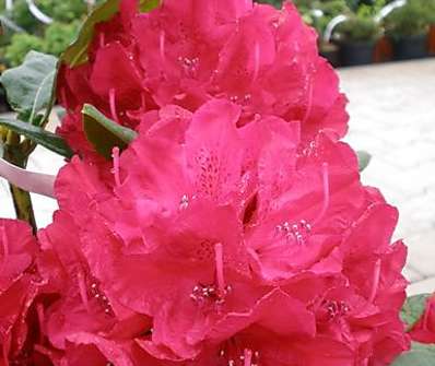 Rhododendron 'Viliem Heckel'