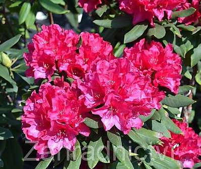 Rhododendron 'Viliem Heckel'