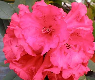 Rhododendron 'Taurus'