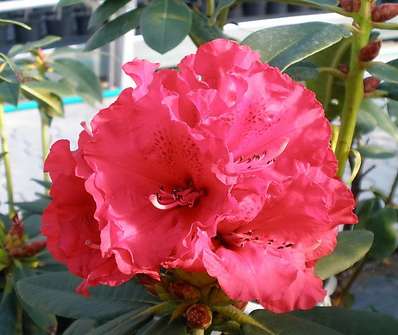 Rhododendron 'Taurus'