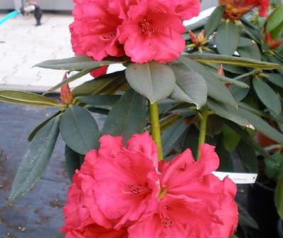 Rhododendron 'Taurus'