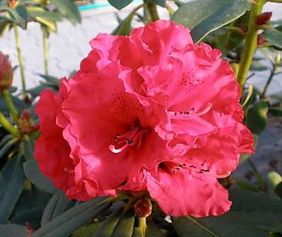 Rhododendron 'Taurus'