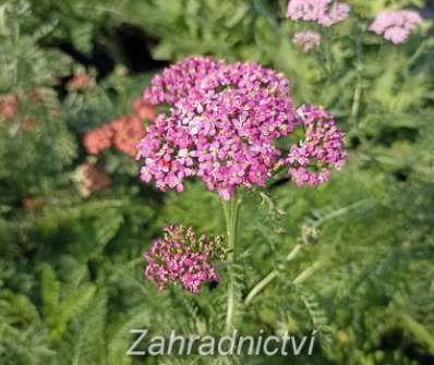 Achillea milefilium Kirchkonigin