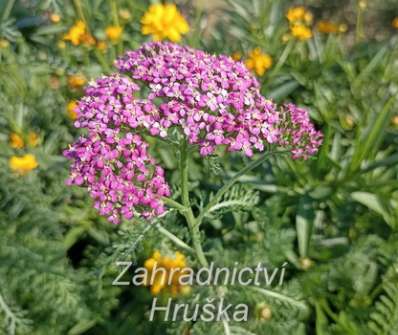 Achillea milefilium Kirchkonigin