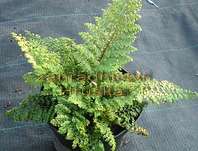 kapradina - Polystichum setiferum plumosum Densum