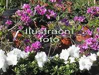 pnink japonsk Toreador - Rhododendron japonicum Toreador