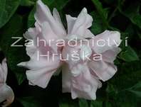 opletnk beanovit Multiplex - Calystegia hederacea Multiplex