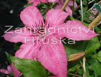 plamnek Barbara - Clematis Barbara