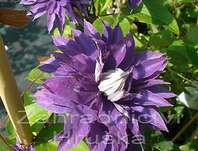 plamének - Clematis 'Multi blue'