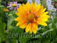 Gaillardia aristata Arizona Apricot