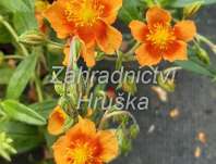 Helianthemum Bronzeteppich