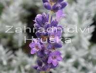 Lavandula angustifolia