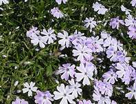 Phlox subulata Emerald Cushion Blue