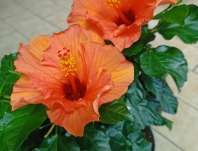 Hibiscus