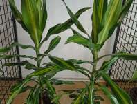 Dracena