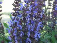 Salvia nemorosa Blue Bouquetta