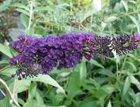 komule - Buddleja davidii 'Black knight'.