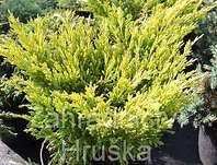 jalovec - Juniperus horizontalis 'Lime Glow'