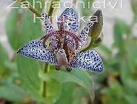 Tricyrtis hirta