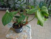 Philodendron