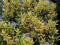 brslen - Euonymus japonica 'Luna'