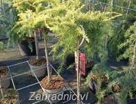 cedr - Cedrus deodara 'Lime Glow'