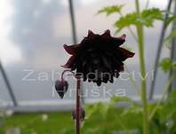 Aquilegia vulgris Black Barlow