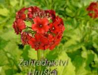 Primula japonica Millers Crimson