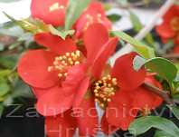 kdoulovec - Chaenomeles superba 'Fire Dance'