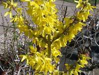 zlatice - Forsythia x intermedia 'Spectabilis'