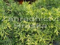 jalovec - Juniperus media 'Gold Coast'
