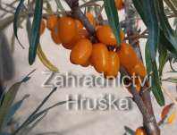 rakytník - Hippophae rhamnoides