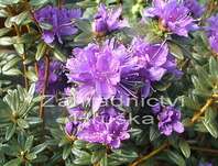 Rhododendron 'Purple Pilow'