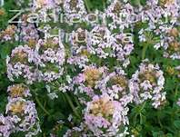 Thymus citriodorus Done Valley