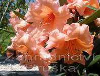 Rhododendron 'Tortoise Shell Orange'