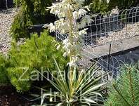 Yucca Color Quard