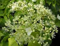 hortenzie apkat - Hydrangea petiolaris