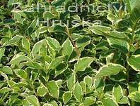 vajgelie - Weigela florida 'Nana Variegata'