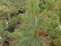 Borovice - Pinus strobus 'Fastigiata'.